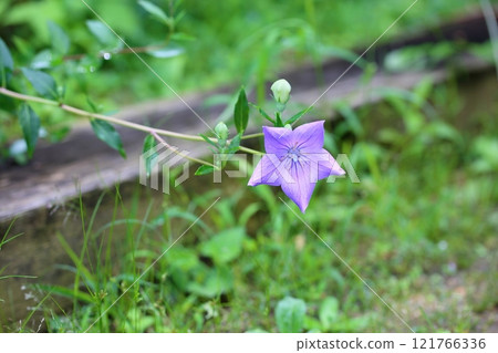 秋季七種草藥:風鈴草花 秋季七種草藥:風鈴草花 121766336