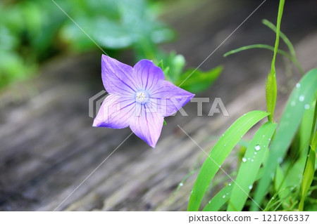 秋季七種草藥：風鈴草花 121766337