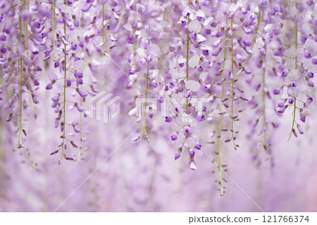 Wisteria 117 Wisteria 117 121766374