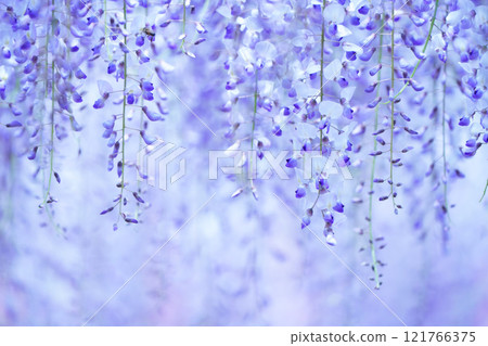 Wisteria 121 121766375