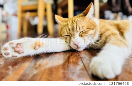 A cat to take a nap 121766438