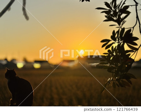 cat looking at the sunset 121766439