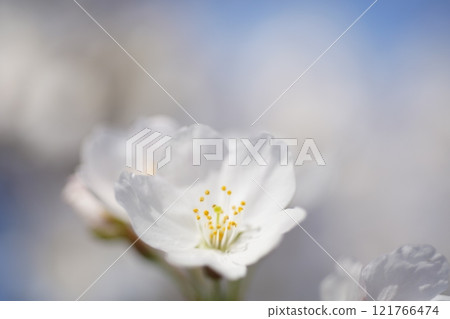 Sakura 3264 Sakura 3264 121766474