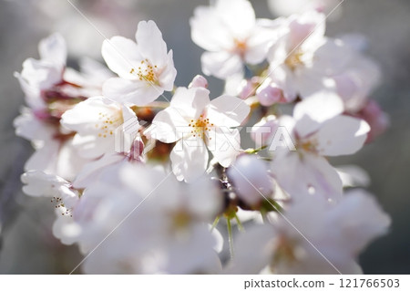 Sakura 3314 121766503