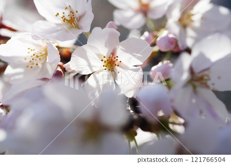 櫻花3317 121766504