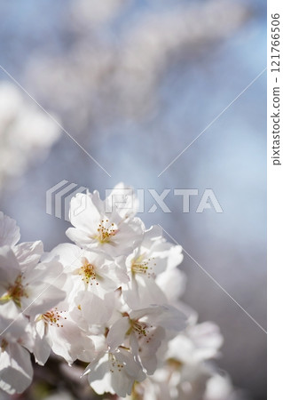 櫻花3332 121766506