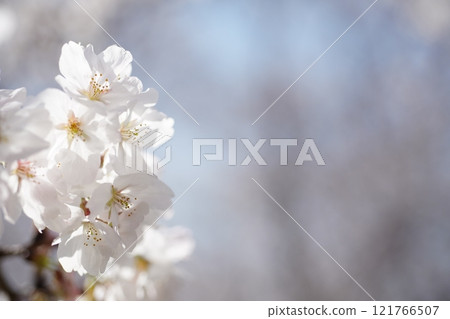 Sakura 3334 121766507