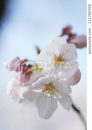 Sakura 3336 Sakura 3336 121766508