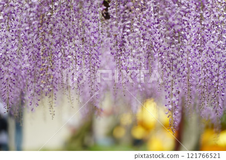 Wisteria 89 Wisteria 89 121766521