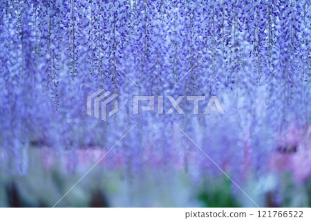 Wisteria 95 Wisteria 95 121766522