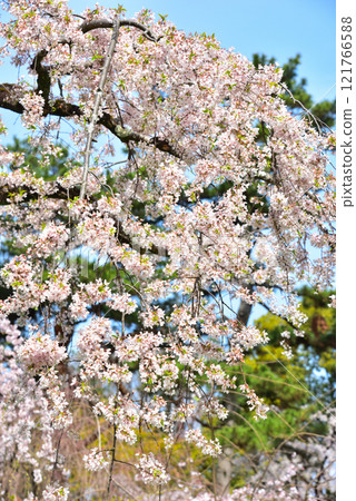 Kyoto Imperial Palace: Weeping cherry tree (itozakura) at the site of the Konoe residence 121766588