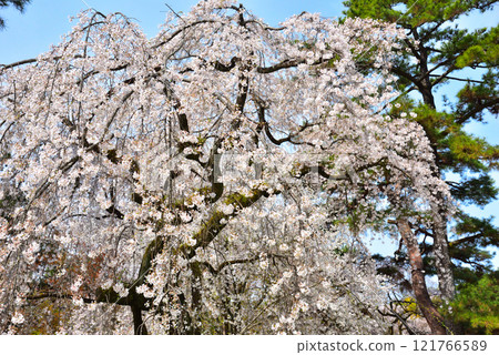 Kyoto Imperial Palace: Weeping cherry tree (itozakura) at the site of the Konoe residence Kyoto Imperial Palace: Weeping cherry tree (itozakura) at the site of the Konoe residence 121766589