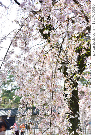 Kyoto Imperial Palace: Weeping cherry tree (itozakura) at the site of the Konoe residence Kyoto Imperial Palace: Weeping cherry tree (itozakura) at the site of the Konoe residence 121766590