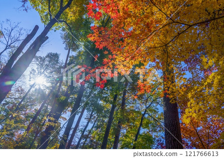 A scene of colorful maple leaves and light rays at their best against a blue sky. A scene of colorful maple leaves and light rays at their best against a blue sky. 121766613