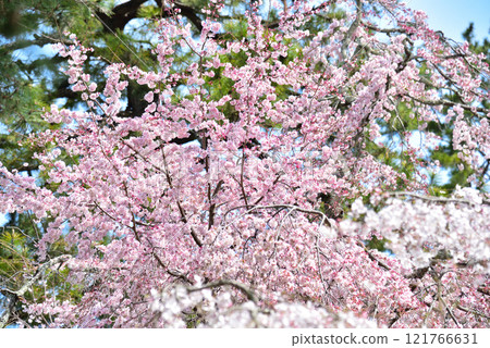 Kyoto Imperial Palace: Weeping cherry tree (itozakura) at the site of the Konoe residence 121766631