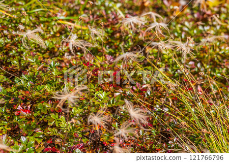 Autumn in the Tateyama Kurobe Alpine Route, Autumn leaves at Tengu-daira, Aleutiana 121766796