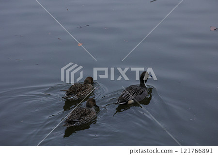 燕子在池塘里游泳 121766891