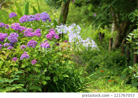 Refreshing agapanthus and hydrangea flowers 121767053