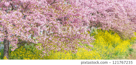 "Saitama Prefecture" Kawazu cherry blossoms and rape blossoms in full bloom along the Aogehori River, Kuki City 121767235