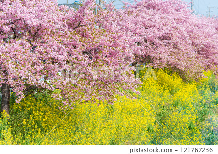 "Saitama Prefecture" Kawazu cherry blossoms and rape blossoms in full bloom along the Aogehori River, Kuki City "Saitama Prefecture" Kawazu cherry blossoms and rape blossoms in full bloom along the Aogehori River, Kuki City 121767236