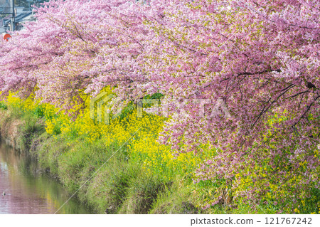 「埼玉縣」久喜市青堀川河津櫻花和油菜花盛開 「埼玉縣」久喜市青堀川河津櫻花和油菜花盛開 121767242