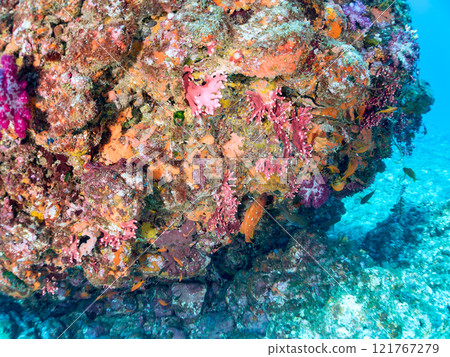 金魚、雀鯛等海脊等的棲息地 加茂區南伊豆町中木埼三海水浴場 121767279