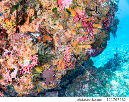 金魚、雀鯛等海脊等的棲息地 加茂區南伊豆町中木埼三海水浴場 121767282