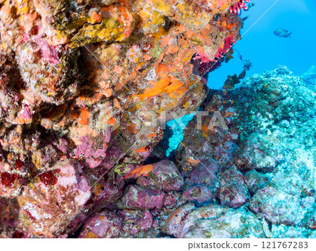 A drop-off where sea lions and other fish grow, with schools of anthias, blue-green damselfish and other fish. Nakagi Hirizo Beach, Minamiizu Town, Kamo District A drop-off where sea lions and other fish grow, with schools of anthias, blue-green damselfish and other fish. Nakagi Hirizo Beach, Minamiizu Town, Kamo District 121767283