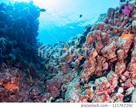 A drop-off where sea lions and other fish grow, with schools of anthias, blue-green damselfish and other fish. Nakagi Hirizo Beach, Minamiizu Town, Kamo District A drop-off where sea lions and other fish grow, with schools of anthias, blue-green damselfish and other fish. Nakagi Hirizo Beach, Minamiizu Town, Kamo District 121767292