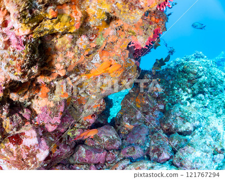 金魚、雀鯛等海脊等的棲息地 加茂區南伊豆町中木埼三海水浴場 121767294