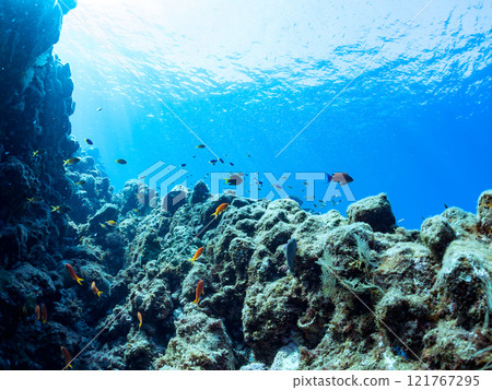 金魚、雀鯛等海脊等的棲息地 加茂區南伊豆町中木埼三海水浴場 金魚、雀鯛等海脊等的棲息地 加茂區南伊豆町中木埼三海水浴場 121767295
