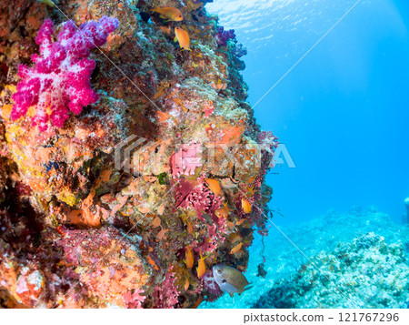 金魚、雀鯛等海脊等的棲息地 加茂區南伊豆町中木埼三海水浴場 121767296