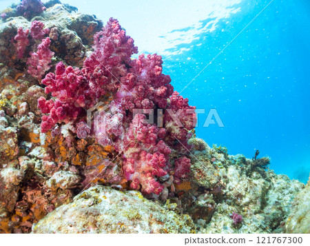 金魚、雀鯛等海脊等的棲息地 加茂區南伊豆町中木埼三海水浴場 121767300