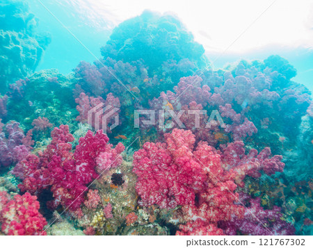 金魚、雀鯛等海脊等的棲息地 加茂區南伊豆町中木埼三海水浴場 121767302