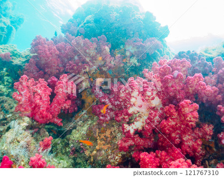 金魚、雀鯛等海脊等的棲息地 加茂區南伊豆町中木埼三海水浴場 121767310