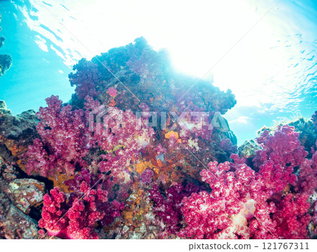 金魚、雀鯛等海脊等的棲息地 加茂區南伊豆町中木埼三海水浴場 121767311