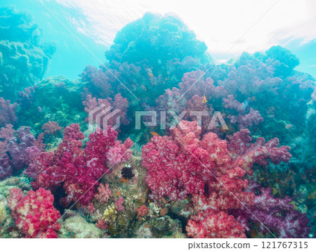 金魚、雀鯛等海脊等的棲息地 加茂區南伊豆町中木埼三海水浴場 金魚、雀鯛等海脊等的棲息地 加茂區南伊豆町中木埼三海水浴場 121767315