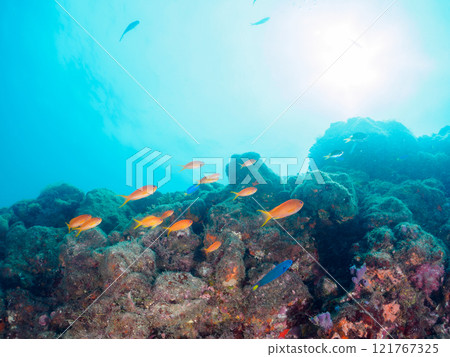 金魚、雀鯛等海脊等的棲息地 加茂區南伊豆町中木埼三海水浴場 121767325