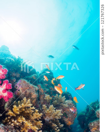 A drop-off where sea lions and other fish grow, with schools of anthias, blue-green damselfish and other fish. Nakagi Hirizo Beach, Minamiizu Town, Kamo District A drop-off where sea lions and other fish grow, with schools of anthias, blue-green damselfish and other fish. Nakagi Hirizo Beach, Minamiizu Town, Kamo District 121767326