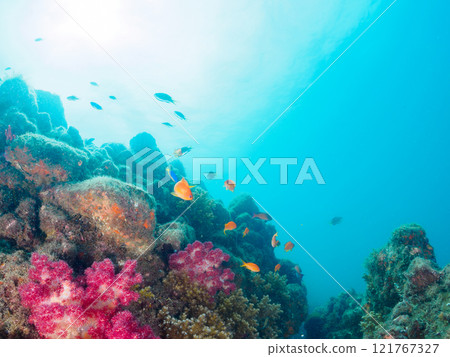 A drop-off where sea lions and other fish grow, with schools of anthias, blue-green damselfish and other fish. Nakagi Hirizo Beach, Minamiizu Town, Kamo District A drop-off where sea lions and other fish grow, with schools of anthias, blue-green damselfish and other fish. Nakagi Hirizo Beach, Minamiizu Town, Kamo District 121767327