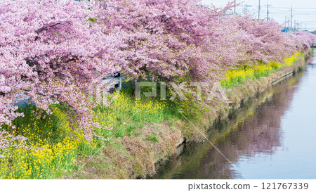 「埼玉縣」久喜市青堀川河津櫻花和油菜花盛開 「埼玉縣」久喜市青堀川河津櫻花和油菜花盛開 121767339