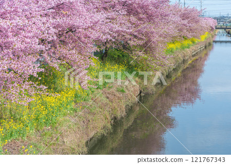 "Saitama Prefecture" Kawazu cherry blossoms and rape blossoms in full bloom along the Aogehori River, Kuki City 121767343