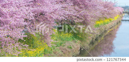 "Saitama Prefecture" Kawazu cherry blossoms and rape blossoms in full bloom along the Aogehori River, Kuki City 121767344