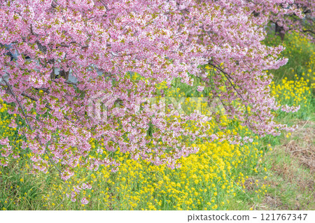 "Saitama Prefecture" Kawazu cherry blossoms and rape blossoms in full bloom along the Aogehori River, Kuki City "Saitama Prefecture" Kawazu cherry blossoms and rape blossoms in full bloom along the Aogehori River, Kuki City 121767347