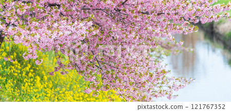 「埼玉縣」久喜市青堀川河津櫻花和油菜花盛開 121767352