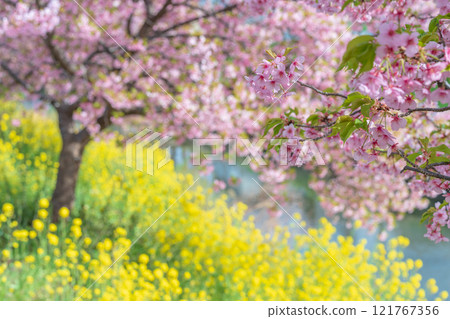 "Saitama Prefecture" Kawazu cherry blossoms and rape blossoms in full bloom along the Aogehori River, Kuki City "Saitama Prefecture" Kawazu cherry blossoms and rape blossoms in full bloom along the Aogehori River, Kuki City 121767356