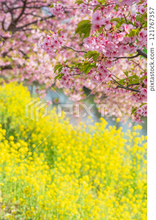 "Saitama Prefecture" Kawazu cherry blossoms and rape blossoms in full bloom along the Aogehori River, Kuki City "Saitama Prefecture" Kawazu cherry blossoms and rape blossoms in full bloom along the Aogehori River, Kuki City 121767357