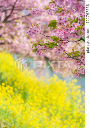"Saitama Prefecture" Kawazu cherry blossoms and rape blossoms in full bloom along the Aogehori River, Kuki City 121767358