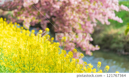 "Saitama Prefecture" Kawazu cherry blossoms and rape blossoms in full bloom along the Aogehori River, Kuki City 121767364