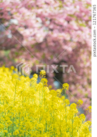 「埼玉縣」久喜市青堀川河津櫻花和油菜花盛開 121767365